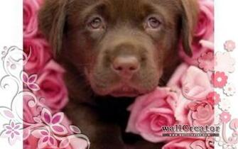 Chocolate Lab Puppy Wallpaper