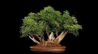 Bonsai Wallpaper
