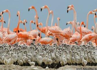 Flamingo Wallpaper Caribbean Flamingos HD