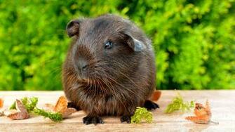 Pet Guinea Pig Computer Wallpaper Desktop Background