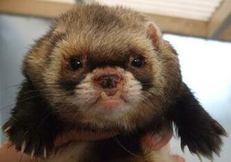 Ferret Wallpaper