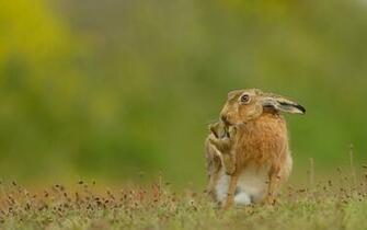 Hare Wallpaper