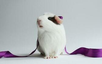 Guinea Pig Wallpaper