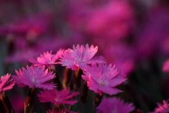 Spring Dianthus Burning Witch Flower Flowers Nature
