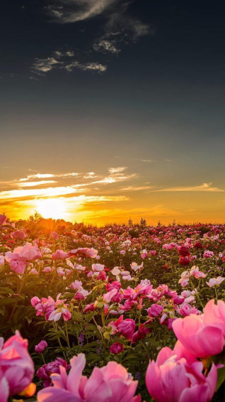 Summer Sunset Flowers iPhone Wallpaper Homescreen Background HD