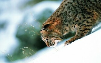 Snow Lynx Wallpaper
