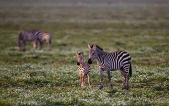 Zebra Baby
