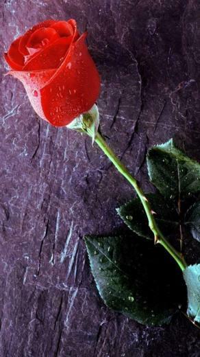 Cute iPhone Wallpaper S HD Background