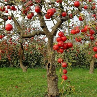 Apples Apple Cider Vinegar Health Benefits