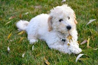 White Australian Labradoodle Photo