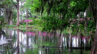 Swamp Computer Wallpaper Desktop Background