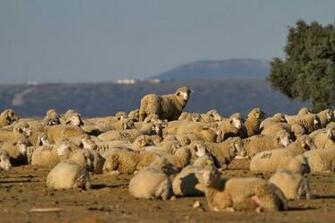 Merino Sheep Desktop Wallpaper