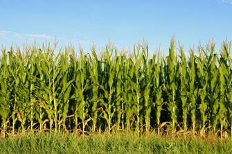 Photo Cornfield Straws Yellow Field Jooinn
