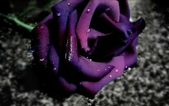 Purple Rose Nice Wallpaper Beautiful Dark Red