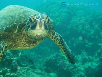 Wallpaper Sea Turtle