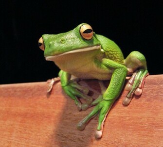 Tree Frog Cairns Jan Jpg Wikipedia The Encyclopedia