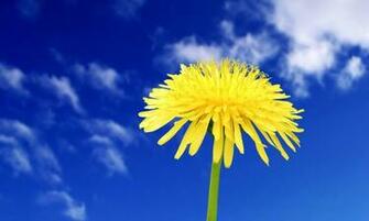 Yellow Flower In Sky Blue Background Wallpaper