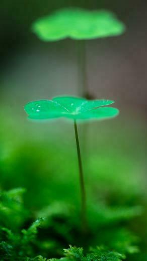 Most Beautiful Green Leaf iPhone Wallpaper HD