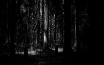 Dark Forest Desktop Wallpaper At Wallpaperbro