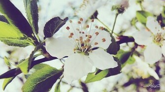 Wallpaper Photo Spring