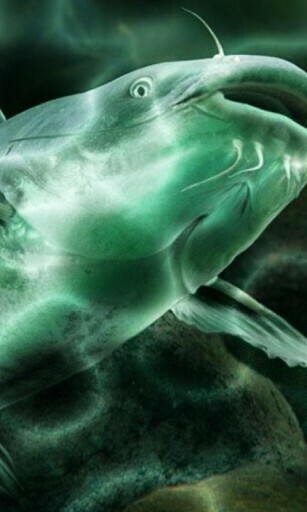 Bigger Catfish Water Waves For Android Screenshot