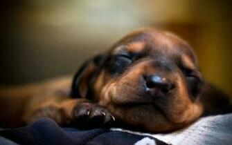 Im Weiner Dog Wallpaper Px Picserio