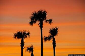 Beautiful Palm Tree Wallpaper