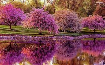 Spring Wallpaper Android Apps On Google Play