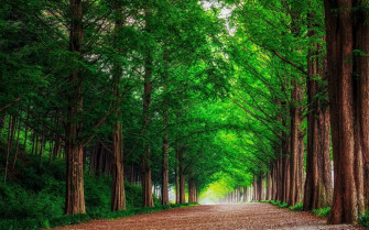Green Tree Wallpaper