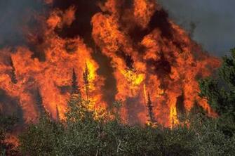 Forest Fire Wallpaper
