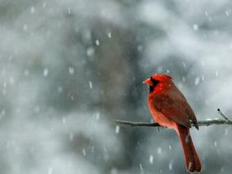 Winter Cardinal Bird Mobile HD Wallpaper Site