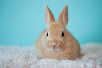 Image Cute Baby Bunny Rabbit Hare Face Whiskers Wallpaper