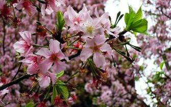 HD Wallpaper Desktop Sakura Tree