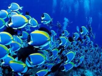 Tropical Fish Wallpaper The