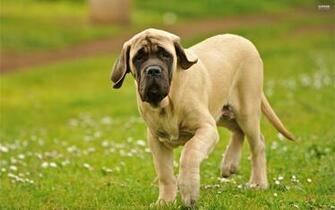 Mastiff Ingl S Vetor