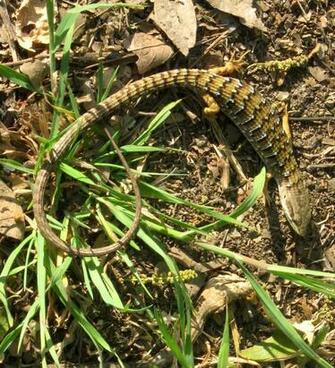 Attila The Alligator Lizard By Zepher Stock