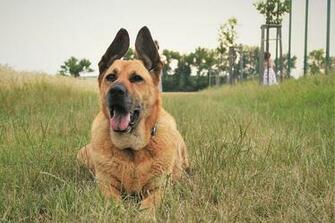 HD Wallpaper Dog Mixed Breed Happy Tongue Ears Eyes