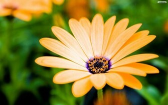 Spring Flowers Desktop Wallpaper