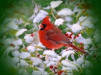 New Year Red Cardinal Wallpaper