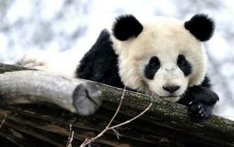 Panda Background Net