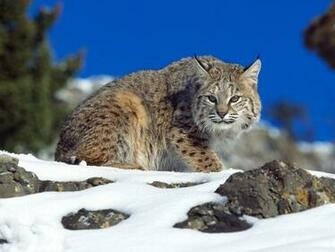 Cold Stare Bobcat Wallpaper HD