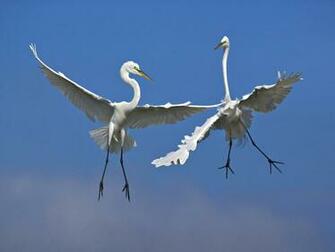 Two Flying Birds Tree Wallpaper Photos For Desktop