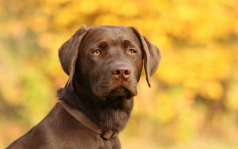 Big Dog Wallpaper
