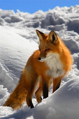 Funny Winter Animal Wallpaper On