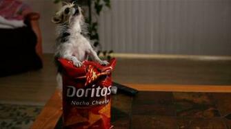 Doritos Girl Ali Landry Announces Finalists Vying For