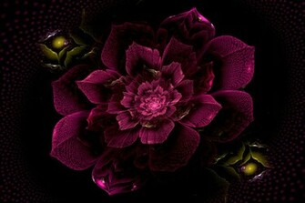 Magenta Wallpaper
