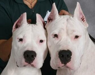Dogo Argentino Wallpaper HD
