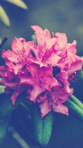 Flower iPhone Wallpaper Top Background
