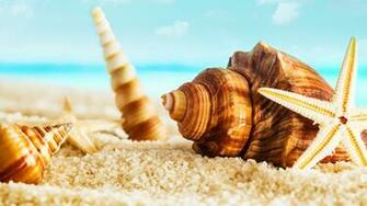 Seashells Wallpaper Collection Most Beautiful Places In