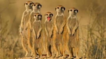 Animal Widescreen Wallpaper Collection